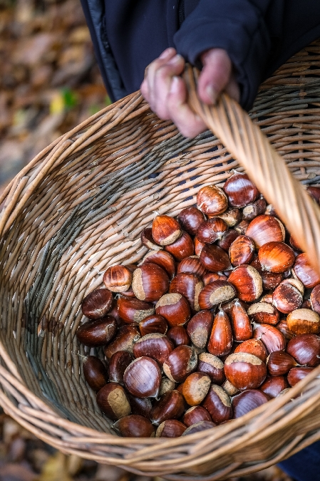 Marché d'automne