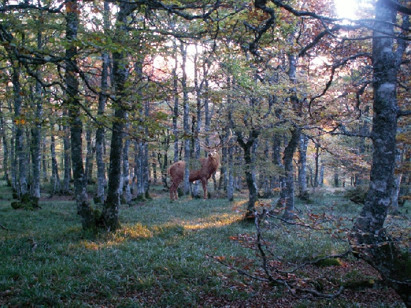 Sortie à l'écoute du Brame du Cerf