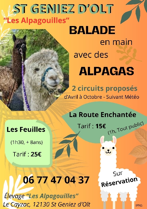 Balade avec les alpagas