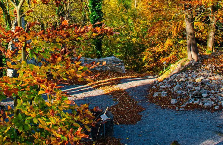 The Laux botanical trail