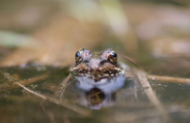 The wetland of Le Blanc