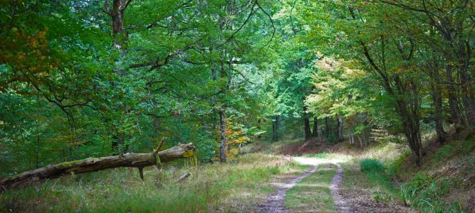 Grésigne National Forest