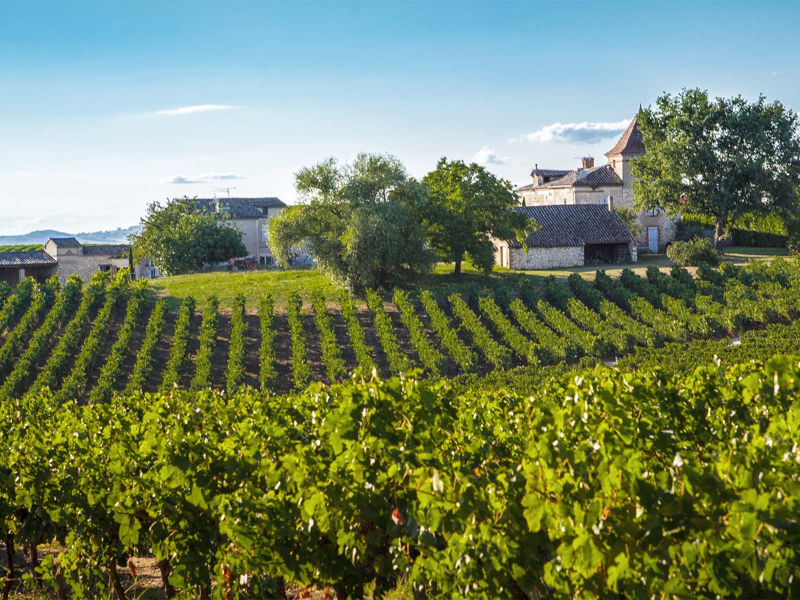 Les Vignobles Gayrel - Des vins nouveaux, décalés et expressifs à Gaillac