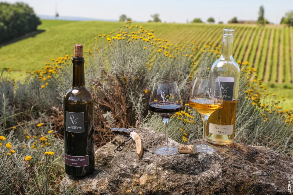 Visits to a typical Gaillac vineyard open all ...