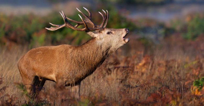 Listening to the deer's bellow in the Grésigne ...