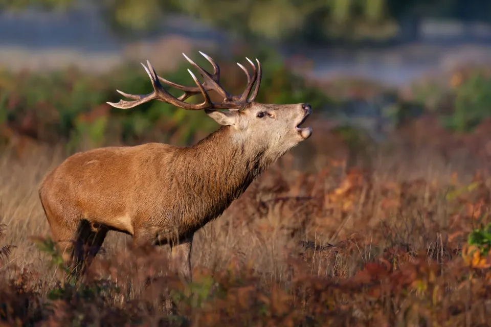 L'appel de la nature en mode XXL
