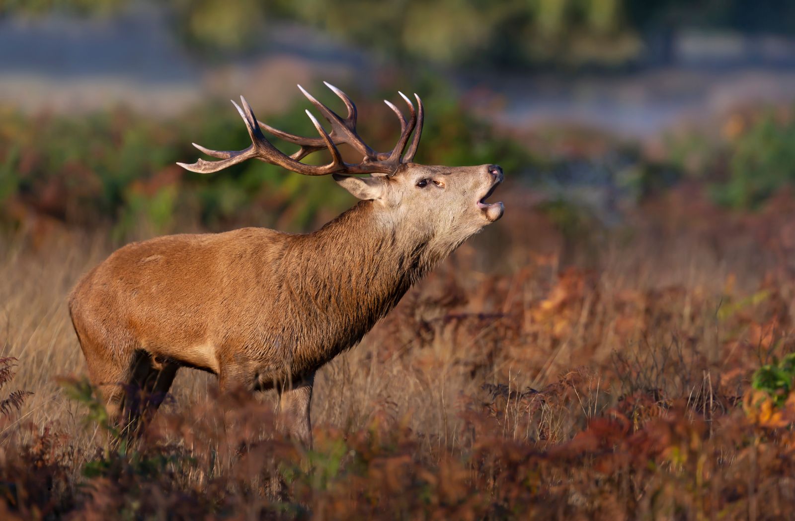 Listening to the deer's bellow in the Grésigne forest