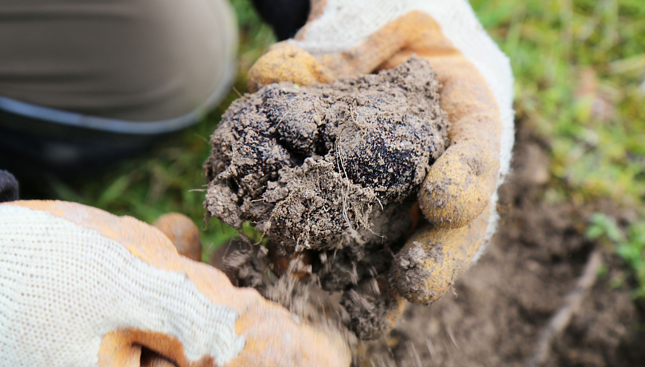 La Truffe noire du Quercy