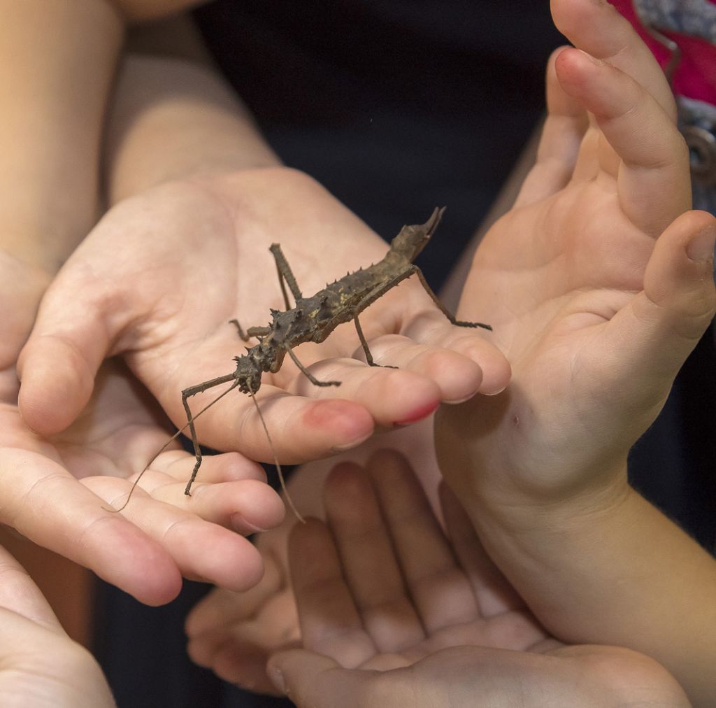 Micropolis La Cité des Insectes - Ici, Wahouuuh s'écrit en minuscule !